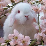 Sad_bunniez