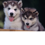 The aesthetic Puppies