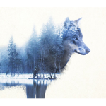 The wolf Group. What wolf like? KFC