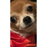Jacooby