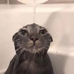 cat l0v3rs<3
