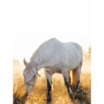 ~Horses are amazing~