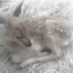 ʚ . fawnluhv