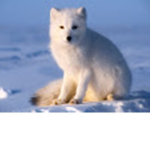 the arctic fox life group