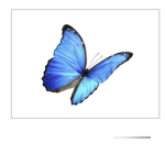 Butterflies are the prettiest