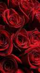 RosesClothing2024