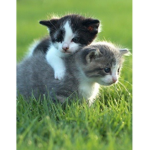 Little kitty love