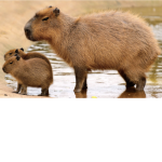 A group for CAPYBARAS
