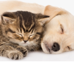 PUPPY + KITTEN GROUP