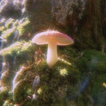 ethereql