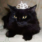 the kingdom of the black cat
