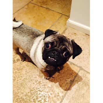raise a pug