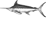 The swordfish