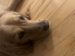 We love Hudson’s dog dolly