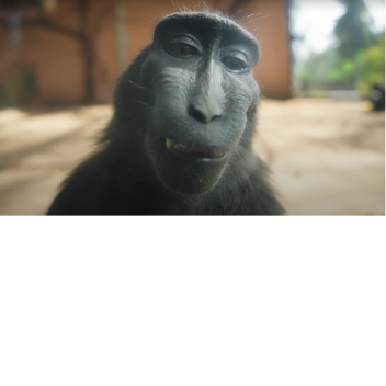 Kandang Odys
