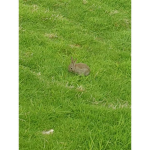 Official Rabbit Squad.