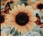 The Daisy’s!