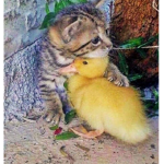 Duck&Cat