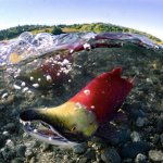 Stinky Salmon
