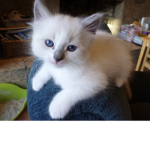 KITTEN GROUP! C: