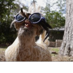 Heyy_chicken