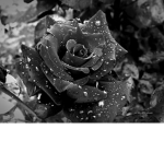 -G R O U P -:)