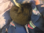 Join if you like my puppy