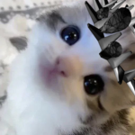 Immortals clothing$