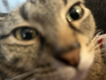 CATS RULE VOTE CATS ARE THE BEST!!!!!