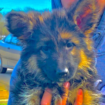 Bear_pups