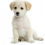 Team Puppy the best