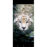Worldoftigers