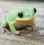 FrogzGoRibbit