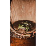 FROGS ########