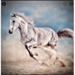Horses are life forever!