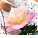 Lotus Gang Fan Group