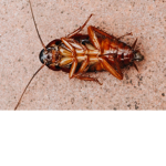 Cockroach Squad!!