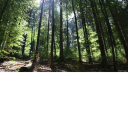 The forest.