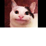 beluga cat.