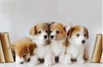 Puppy2023