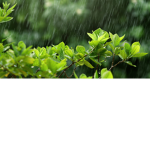 Join if you love the rain