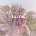 *＊ sweet peas ＊ *