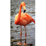 flamingo family fun
