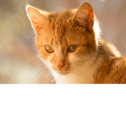 untitled cat game