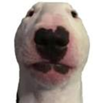 The Cult of Walter The Dog