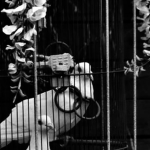 caging