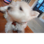 Dog group join