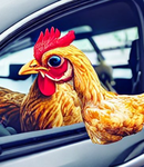 The all mighty chicken