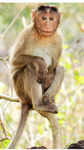 Banana monkey123