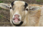 Goat (greatest of all time)army